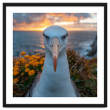 Albatross Bird With Intense Gaze By The Sea thumbnail