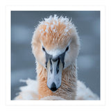 Majestic Swan Covered In Frost And Snow (Print Only) thumbnail