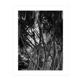 Black Tectorius Plant Art (Print Only) thumbnail
