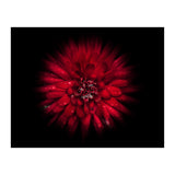 Backyard Flowers No 45 Color Flow Version (Print Only) thumbnail