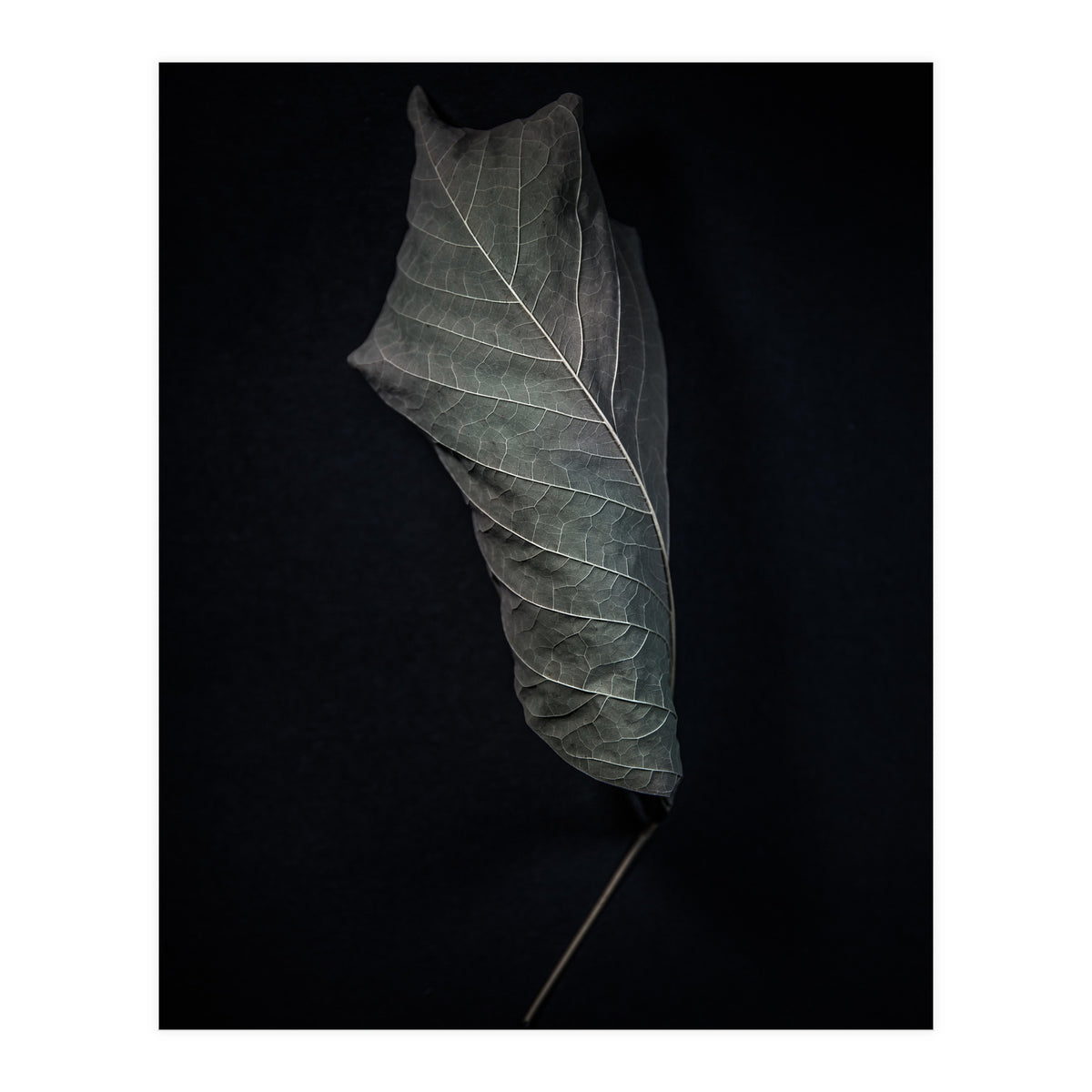 Leaves No 3 Color Version (Print Only)