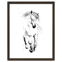 Runninh Ghorse In Water