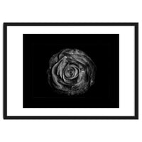 Backyard Flowers In Black And White No 72 with Border