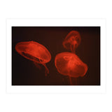 At the aquarium #4 (Print Only) thumbnail