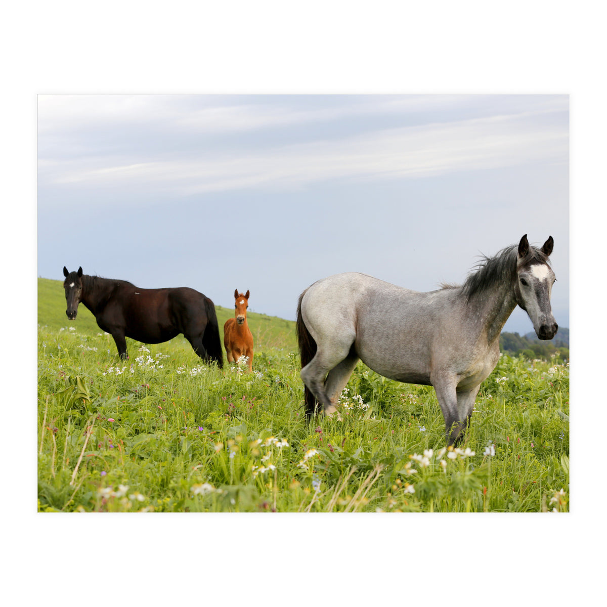 Equine Family (Print Only)