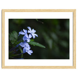 BLOSSOM. thumbnail