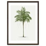 Oswald de Kerchove de Denterghem – Vintage Palm Tree Illustration (1878) thumbnail