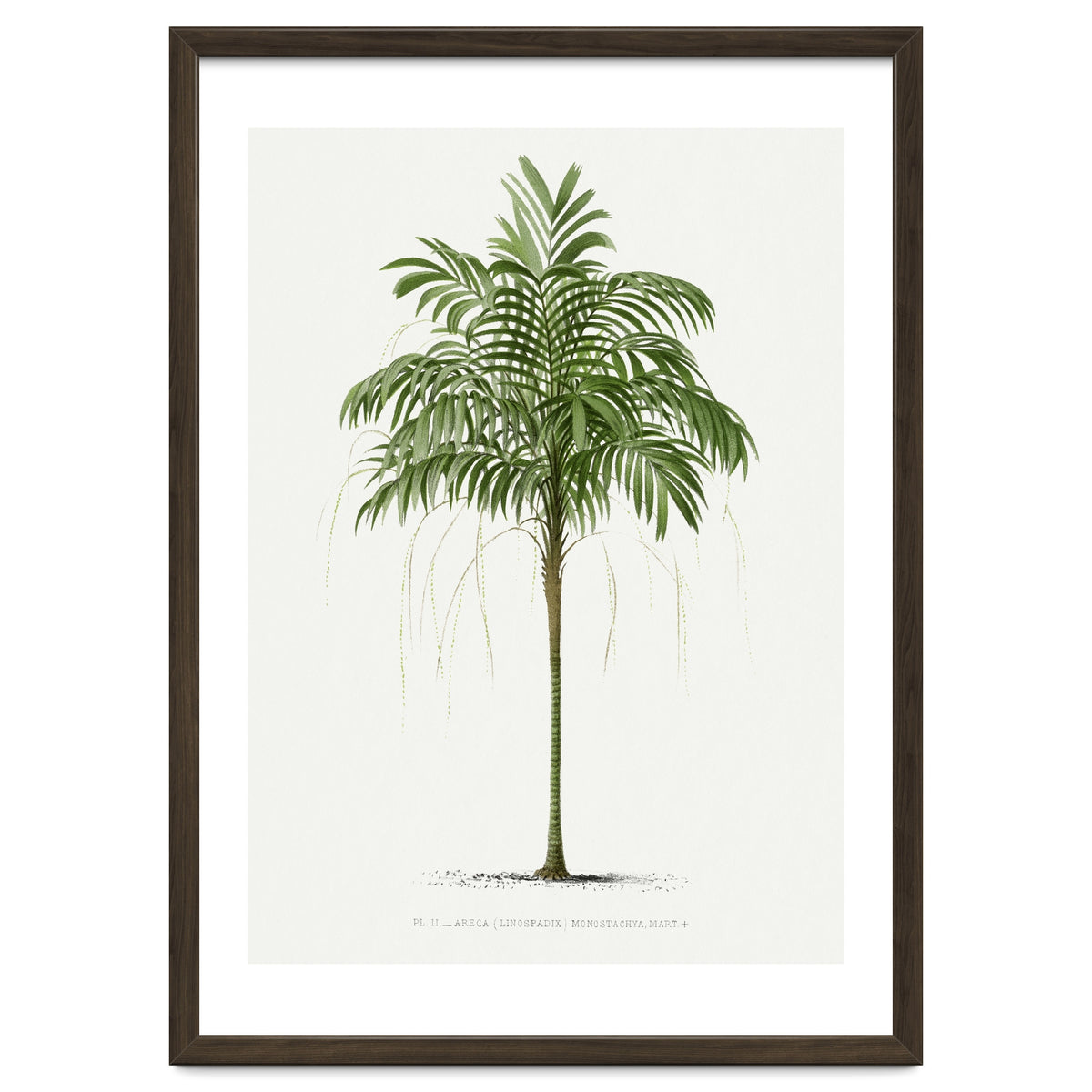 Oswald de Kerchove de Denterghem – Vintage Palm Tree Illustration (1878)
