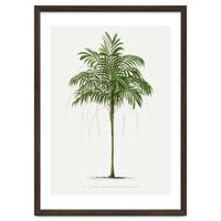 Oswald de Kerchove de Denterghem – Vintage Palm Tree Illustration (1878)