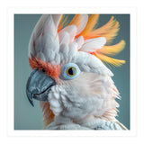 Salmon Crested Cockatoo Close Up Portrait (Print Only) thumbnail