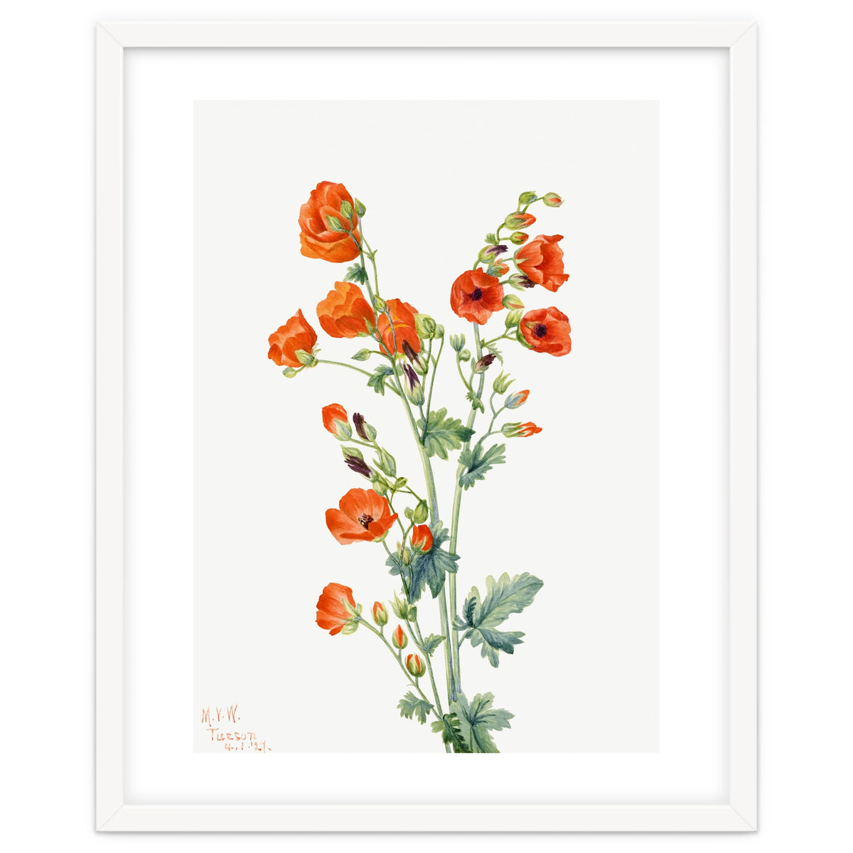 Mary Vaux Walcott – Scarlet Globe Mallow (Sphaeralcea grossulariaefolia) (1927)