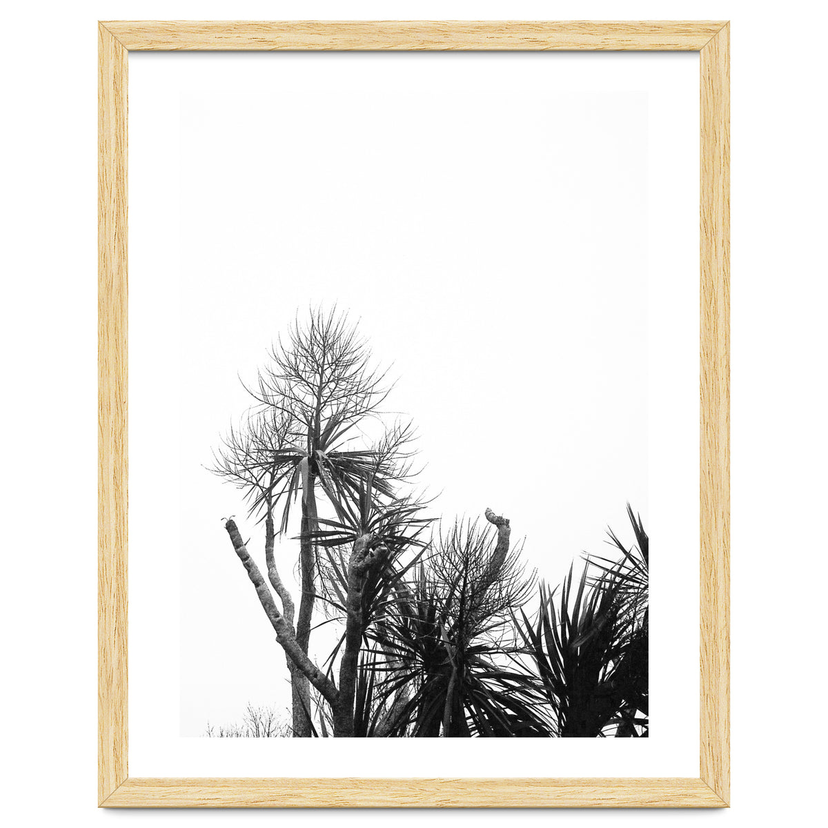 Miminalist Palm