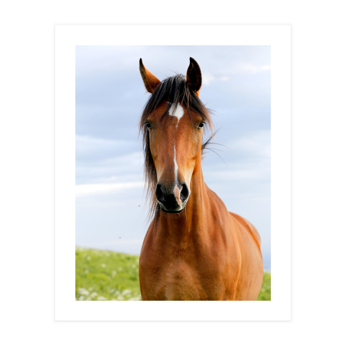 Brown Horse (Print Only)