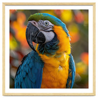 Blue And Gold Macaw Parrot Close Up Portrait