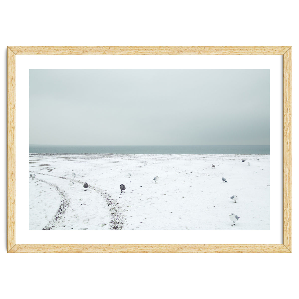Seagulls in the winter snow beach
