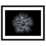 Backyard Flowers In Black And White No 66 Flow Version thumbnail