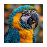 Blue And Yellow Macaw Parrot Close Up Portrait (Print Only) thumbnail