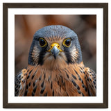 Close Up Kestrel Falcon Bird Portrait Majestic thumbnail