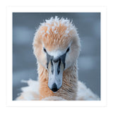 Majestic Swan Covered In Frost And Snow (Print Only) thumbnail