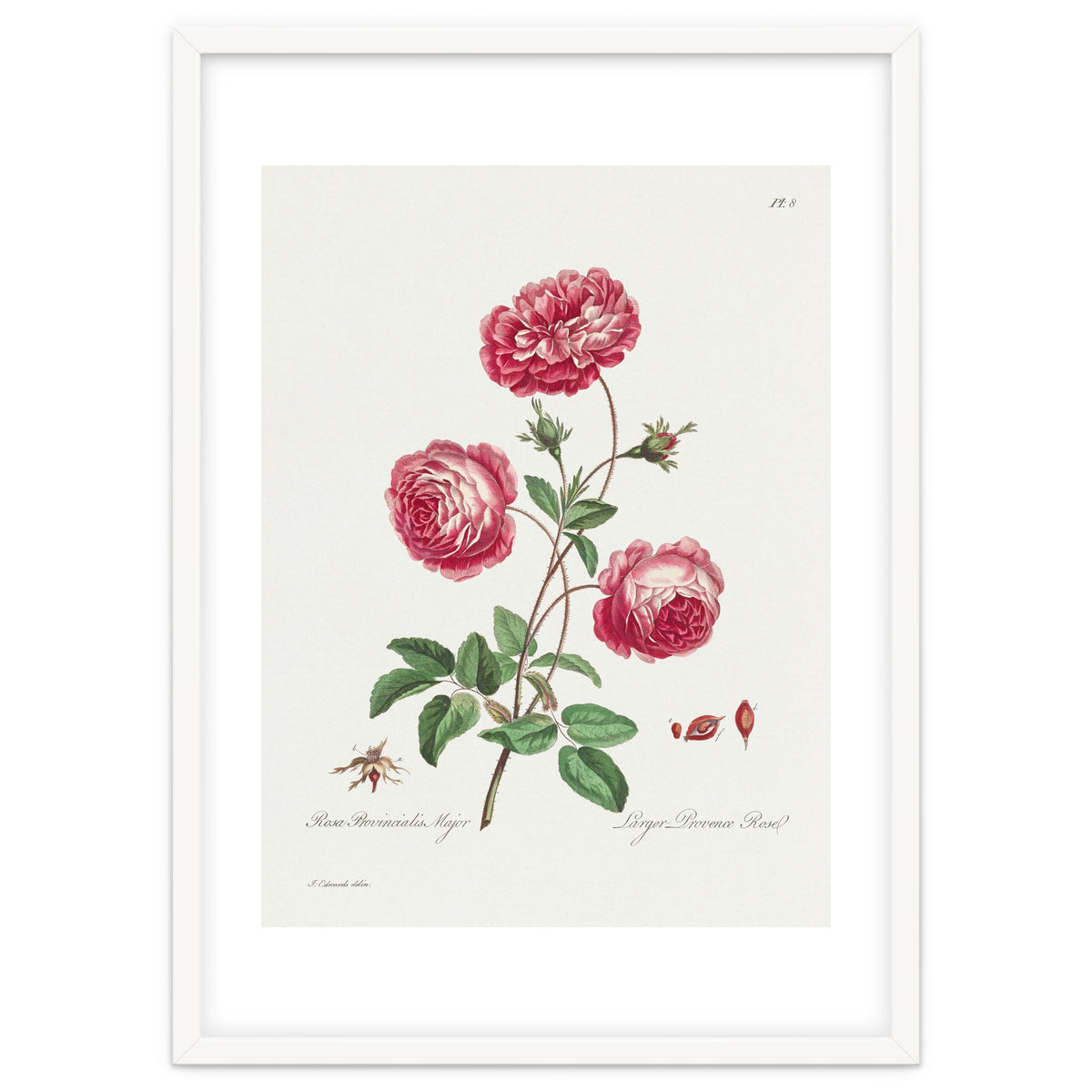 John Edwards – Larger Provence Rose (1770–1775)