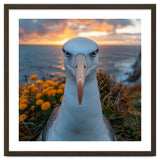 Albatross Bird With Intense Gaze By The Sea thumbnail