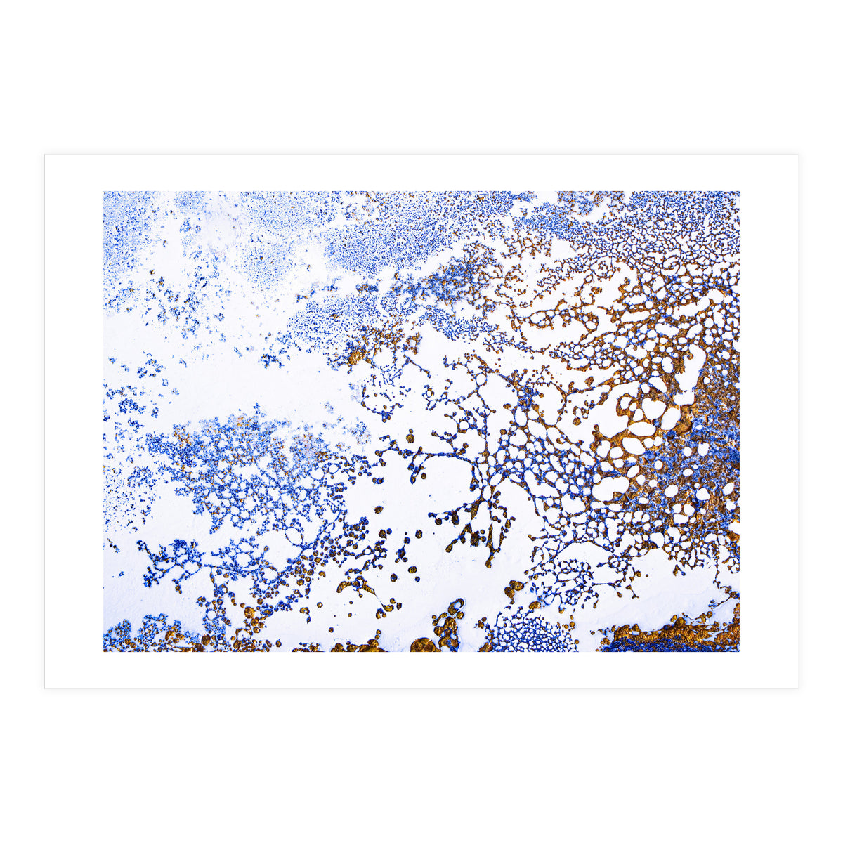 Coral Blooming (Print Only)