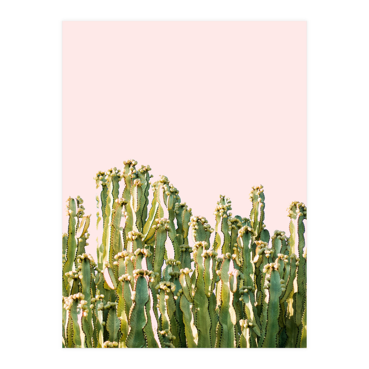 Cactus Blush #society6 #decor #buyart (Print Only)