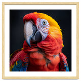Scarlet Macaw Parrot Head Detailed Portrait Black thumbnail