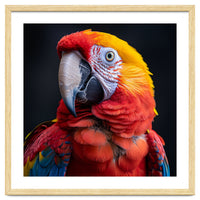 Scarlet Macaw Parrot Head Detailed Portrait Black