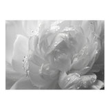 Ethereal Monochromatic Peony Petal Macro (Print Only) thumbnail