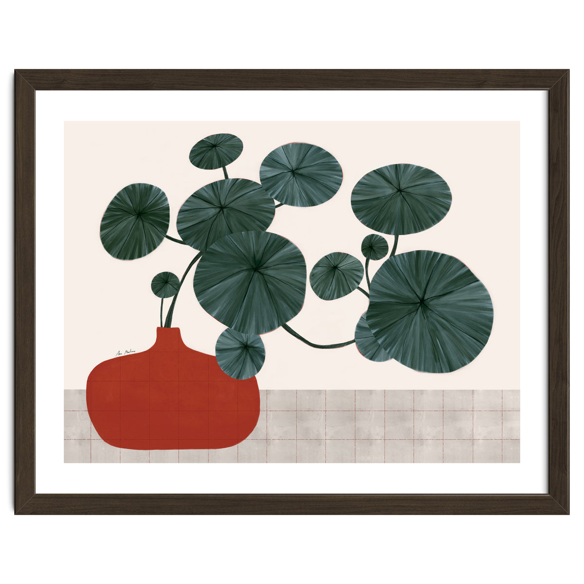 Stephonia Erecta plant