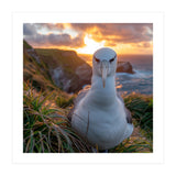 Albatross Bird On Grassy Cliff At Sunset (Print Only) thumbnail