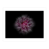 Backyard Flowers No 116 Color Flow Version (Print Only) thumbnail