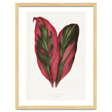 Alexander Francis Lydon & Benjamin Fawsett – Pink Dracaena Terminalis Leaf (1865) thumbnail