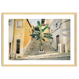 Lisbon Palm Tree thumbnail