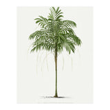 Oswald de Kerchove de Denterghem – Vintage Palm Tree Illustration (1878) (Print Only) thumbnail