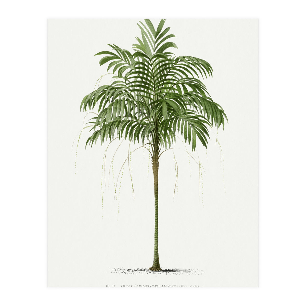 Oswald de Kerchove de Denterghem – Vintage Palm Tree Illustration (1878) (Print Only)