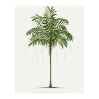 Oswald de Kerchove de Denterghem – Vintage Palm Tree Illustration (1878) (Print Only)