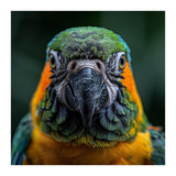 Blue And Gold Macaw Face Focused Portrait (Print Only) thumbnail