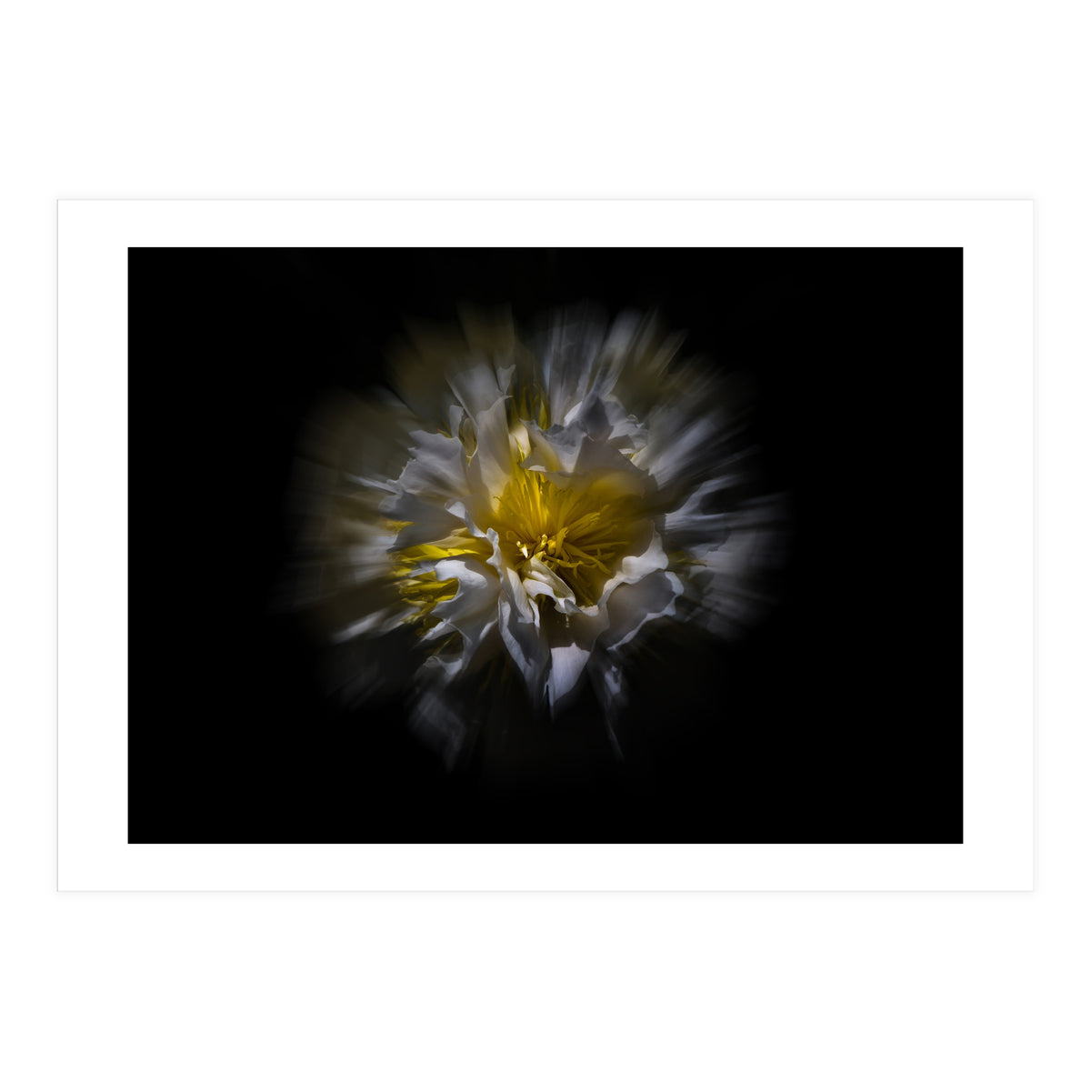 Backyard Flowers No 25 Color Flow Version (Print Only)