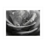 Ethereal Monochromatic Rose Petal Macro (Print Only) thumbnail