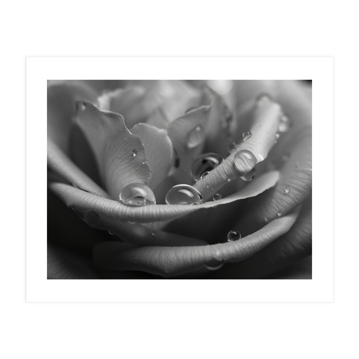 Ethereal Monochromatic Rose Petal Macro (Print Only)