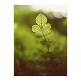 Out of the green (Print Only) thumbnail
