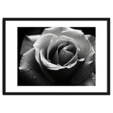 Ethereal Monochromatic Rose Petal Macro thumbnail