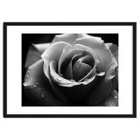 Ethereal Monochromatic Rose Petal Macro