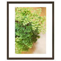 Maidenhair Queen
