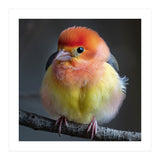 Beautiful Bird With Vibrant Orange And Yellow Plumage (Print Only) thumbnail