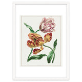 John Edwards – Various Tulips (1791) thumbnail