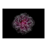 Backyard Flowers No 116 Color Version (Print Only) thumbnail
