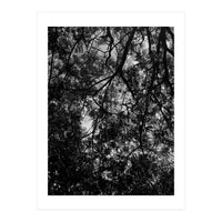 Tree From Below Black Silhouette (Print Only)